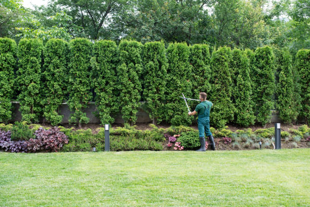 Lawn Edging in Lafayette, GA