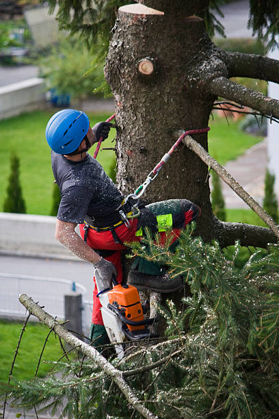 Lawn Pest Prevention in Lafayette, GA